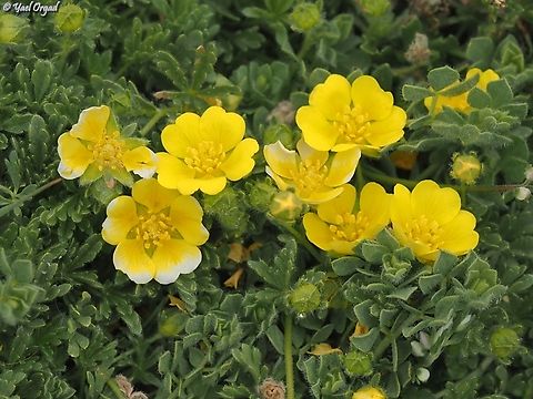 Potentilla geranioides  Potentilla geranioides