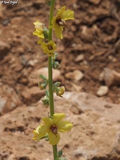 Verbascum damascenum  Verbascum damascenum