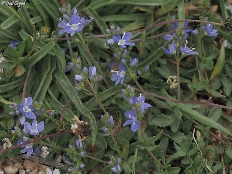 Veronica orientalis purple color variant. there is also a white color variant.  Geotagged,Spring,Veronica orientalis