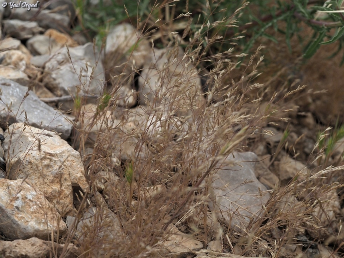 Eremopoa altaica  Eremopoa altaica