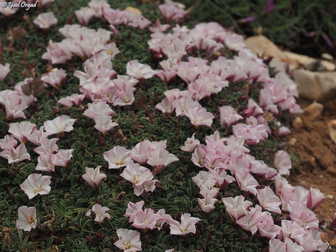 Convolvulus libanoticus  Convolvulus libanoticus