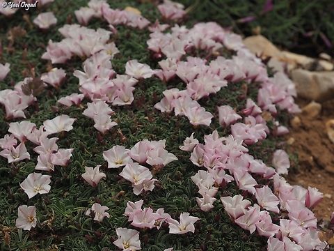 Convolvulus libanoticus  Convolvulus libanoticus