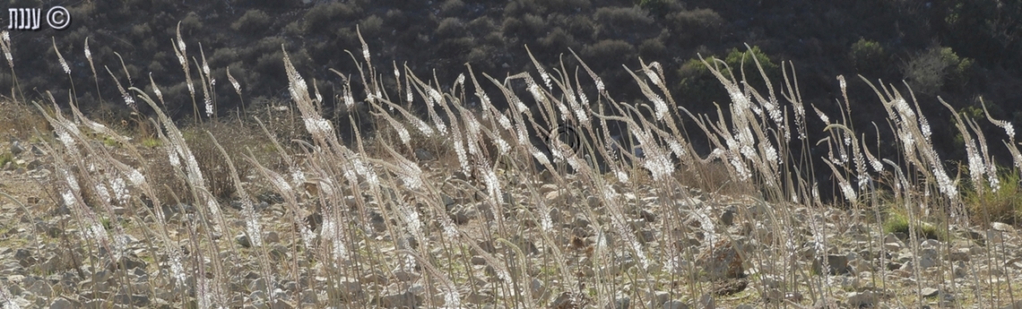 In memoriam the past month has been the worst month in my life and in the lives of all of Israel. <br />
on the blackest Sabbath - October 7th 2023 - thousands of Hammas terrorist came into Israel, and managed to completely surprise everybody. they slaughtered at least 1,400 people, they molested and raped the people before and after murdering them, they mutilated the bodies so it will be almost impossible to identify them. they kidnapped 244 people. thousands were wounded. they murdered elderly people, babies, complete families. they killed pregnant women, took their babies out of their bodies, and shot them as well. hundreds of thousands people were hiding in wardrobes and security rooms while the evil hammas terrorists passed from house to house, killing anyone they found, stealing goods and burning the houses. <br />
they did horrible crimes against humanity, and still they manage to display it as if Israel is the offensive one. <br />
I am still crying most of the time, even though I didn't know personally any one of the murdered, wounded or kidnapped. <br />
I am uploading this picture of Drimia aphylla white "candles", in memory of all the people who where slaughtered there.  Drimia aphylla,Geotagged,In memoriam,Israel