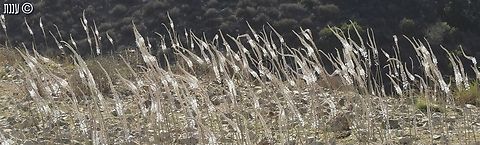 In memoriam the past month has been the worst month in my life and in the lives of all of Israel. 
on the blackest Sabbath - October 7th 2023 - thousands of Hammas terrorist came into Israel, and managed to completely surprise everybody. they slaughtered at least 1,400 people, they molested and raped the people before and after murdering them, they mutilated the bodies so it will be almost impossible to identify them. they kidnapped 244 people. thousands were wounded. they murdered elderly people, babies, complete families. they killed pregnant women, took their babies out of their bodies, and shot them as well. hundreds of thousands people were hiding in wardrobes and security rooms while the evil hammas terrorists passed from house to house, killing anyone they found, stealing goods and burning the houses. 
they did horrible crimes against humanity, and still they manage to display it as if Israel is the offensive one. 
I am still crying most of the time, even though I didn't know personally any one of the murdered, wounded or kidnapped. 
I am uploading this picture of Drimia aphylla white "candles", in memory of all the people who where slaughtered there.  Drimia aphylla,Geotagged,In memoriam,Israel