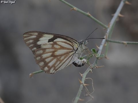 Laying eggs female pioneer white laying eggs on Capparis zoharyi
life goes on, even if we are all still very traumatized. 

you can see the eggs she layed here: 
https://www.jungledragon.com/image/155038/butterfly_eggs.html Belenois aurota,Fall,Geotagged,Israel,Pioneer white