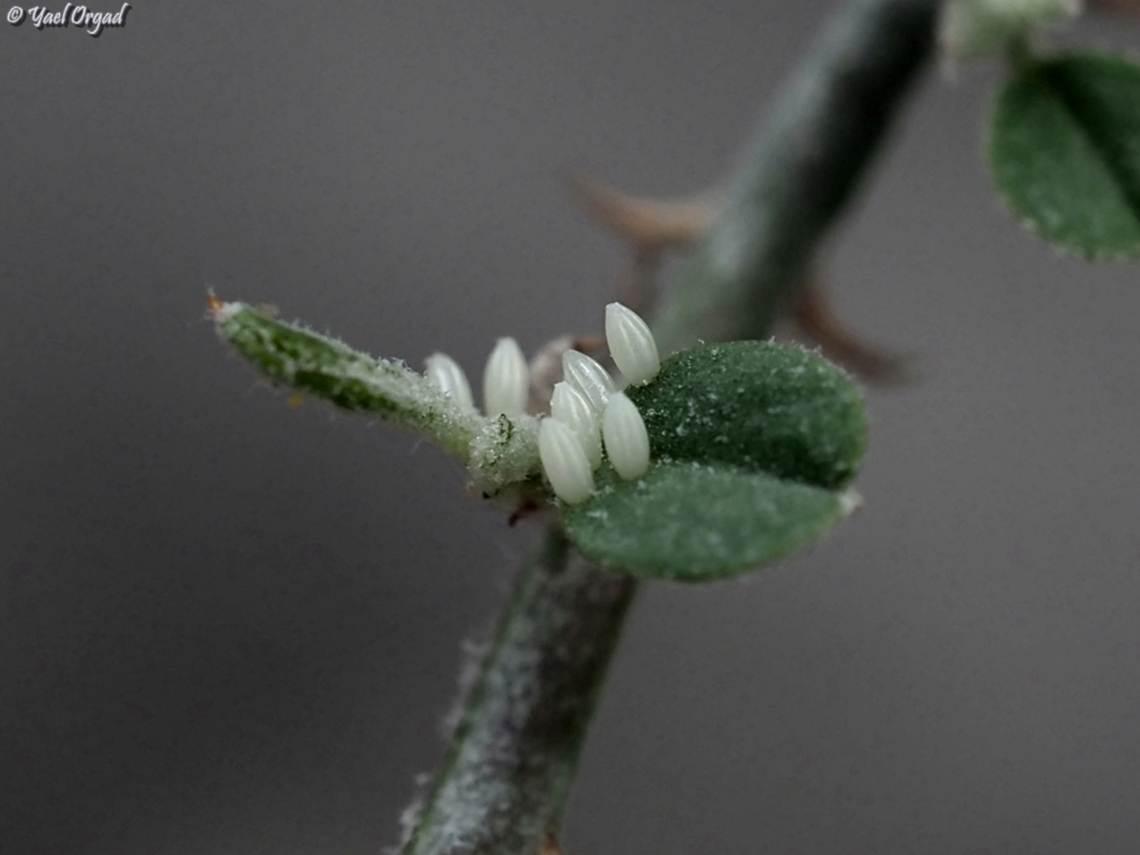 Butterfly eggs on Capparis zoharyi<br />
each egg is less than 1mm long<br />
<br />
you can see the mother laying the eggs here:<br />
<figure class="photo"><a href="https://www.jungledragon.com/image/155037/laying_eggs.html" title="Laying eggs"><img src="https://s3.amazonaws.com/media.jungledragon.com/images/3519/155037_thumb.JPG?AWSAccessKeyId=05GMT0V3GWVNE7GGM1R2&Expires=1759968010&Signature=1cG9%2FI5%2FmBL9j%2BOUFdHhWZTGh0E%3D" width="200" height="150" alt="Laying eggs female pioneer white laying eggs on Capparis zoharyi<br />
life goes on, even if we are all still very traumatized. <br />
<br />
you can see the eggs she layed here: <br />
https://www.jungledragon.com/image/155038/butterfly_eggs.html Belenois aurota,Fall,Geotagged,Israel,Pioneer white" /></a></figure> Belenois aurota,Fall,Geotagged,Israel,Pioneer white