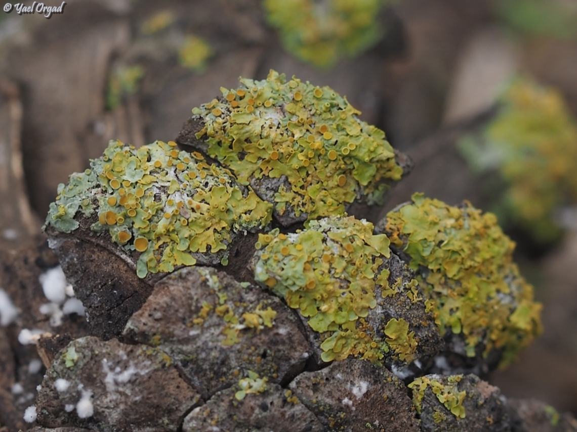 Xanthoria parietina on a pine cone Common Sunburst Lichen,Fall,Geotagged,Israel,Xanthoria parietina