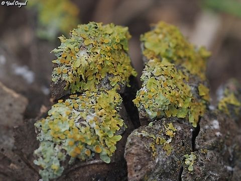 Xanthoria parietina on a pine-cone  Common Sunburst Lichen,Fall,Geotagged,Israel,Xanthoria parietina