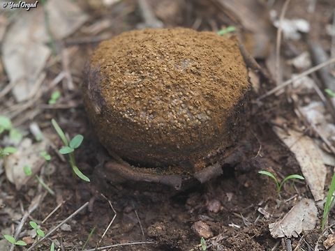 Pisolithus arrhizus it sometimes looks just like dog poop...  Dyeball,Fall,Geotagged,Israel,Pisolithus arhizus