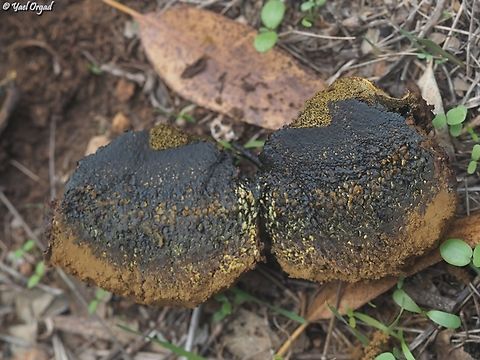 Pisolithus arrhizus it's over-ripe, so the beautiful mosaic inside is smudged...   Dyeball,Fall,Geotagged,Israel,Pisolithus arhizus