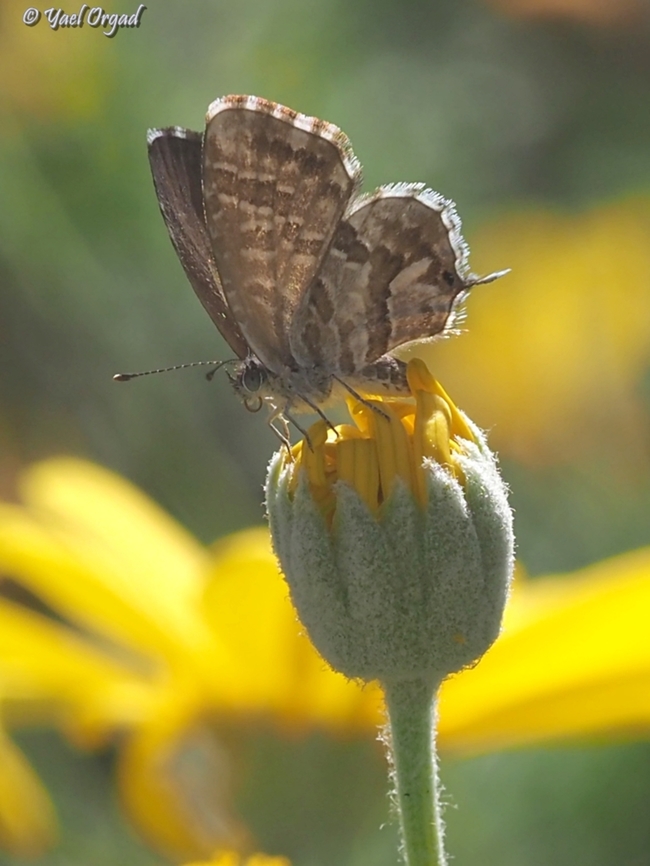 Cacyreus marshalli a relatively new invasive species in Israel.  Cacyreus marshalli,Fall,Geotagged,Geranium Bronze,Israel