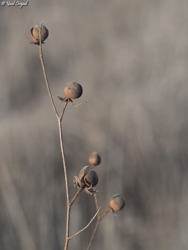 Helianthemum ledifolium dry fruit Fall,Geotagged,Helianthemum ledifolium,Israel