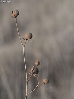 Helianthemum ledifolium dry fruit Fall,Geotagged,Helianthemum ledifolium,Israel