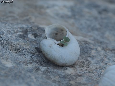 renewal the Levantina snail has died, but there is no vacuum in nature: a little bit of soil accumulated inside the shell, a seed found its way inside - and new life is beginning.  Fall,Geotagged,Israel,Levantina spiriplana