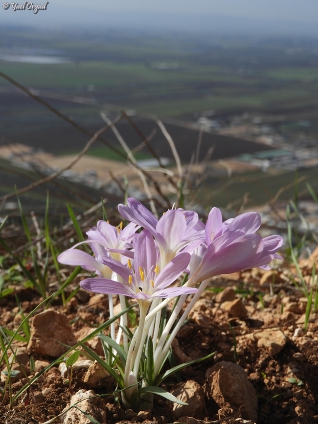 Colchicum stevenii overlooking from Mount Tabor to Jezereel valley Colchicum stevenii,Fall,Geotagged,Israel,Steven's meadow saffron