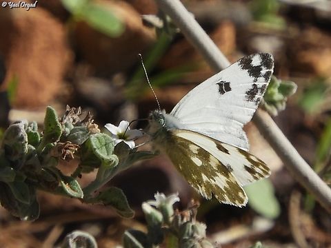Euchloe ausonia on Heliotropium rotundifolium  Fall,Geotagged,Heliotropium rotundifolium,Israel