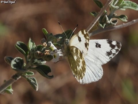 Euchloe ausonia on Heliotropium rotundifolium  Eastern Dappled White,Euchloe ausonia,Fall,Geotagged,Israel