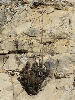 Sedum sediforme I really love when they grow in cracks in cliffs...  Fall,Geotagged,Israel,Pale Stonecrop,Petrosedum sediforme