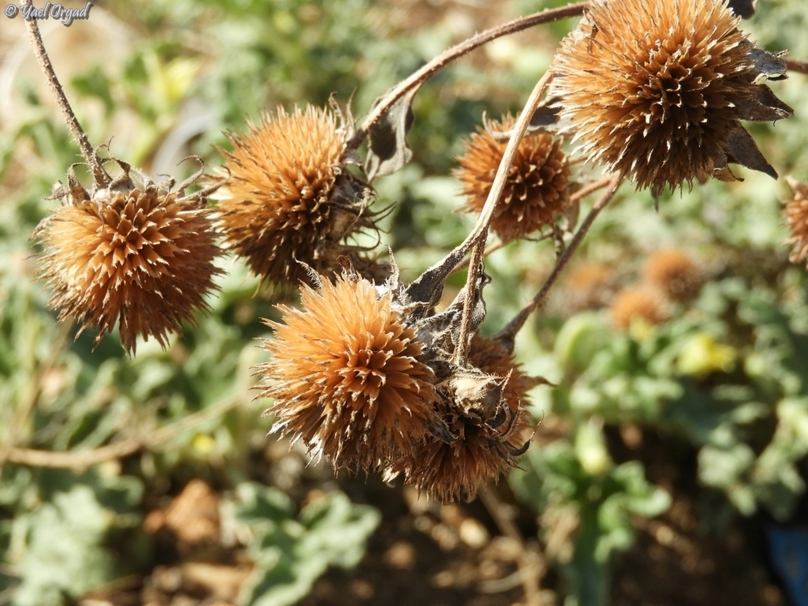 wild sunflower dry fruit invasive in Israel. <br />
first time I see its fruit...  Common Sunflower,Fall,Geotagged,Helianthus annuus,Israel