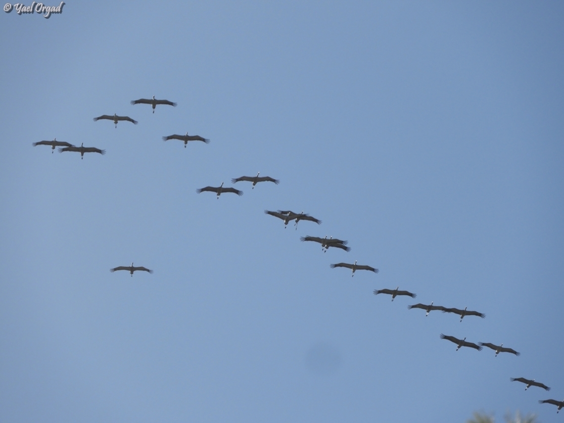 migrating to Africa  Common Crane,Fall,Geotagged,Grus grus,Israel