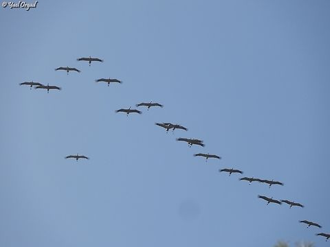migrating to Africa  Common Crane,Fall,Geotagged,Grus grus,Israel
