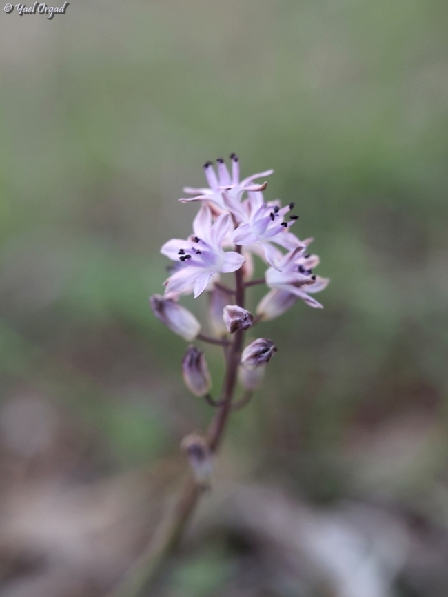 Prospero autumnale  Autumn Squill,Fall,Geotagged,Israel,Prospero autumnale