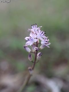 Prospero autumnale  Autumn Squill,Fall,Geotagged,Israel,Prospero autumnale