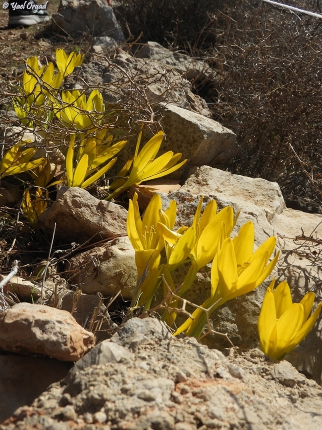 Sternbergia clusiana  Fall,Geotagged,Israel,Sternbergia clusiana