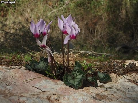 Cyclamens in the rock  Cyclamen persicum,Fall,Geotagged,Israel,Persian cyclamen