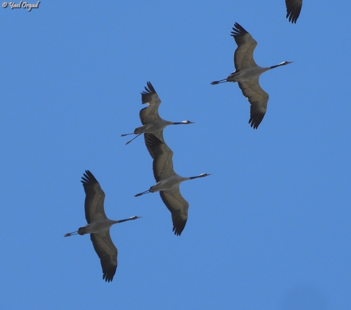 Migrating Crane the one that is holding the legs in v and not stretched, who has a gap in its wing - was probably shot. <br />
I hope it will succeed getting to a safe place where it can heal and mend. it&#039;s amazing to me that even with an apparently broken leg and wounded wing it keeps up and flies with the rest of its sedge (yes, the term is: a Sedge of cranes!)  Common Crane,Fall,Geotagged,Grus grus,Israel