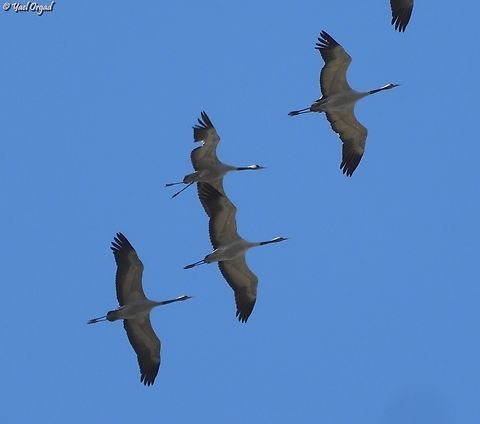 Migrating Crane the one that is holding the legs in v and not stretched, who has a gap in its wing - was probably shot. 
I hope it will succeed getting to a safe place where it can heal and mend. it's amazing to me that even with an apparently broken leg and wounded wing it keeps up and flies with the rest of its sedge (yes, the term is: a Sedge of cranes!)  Common Crane,Fall,Geotagged,Grus grus,Israel