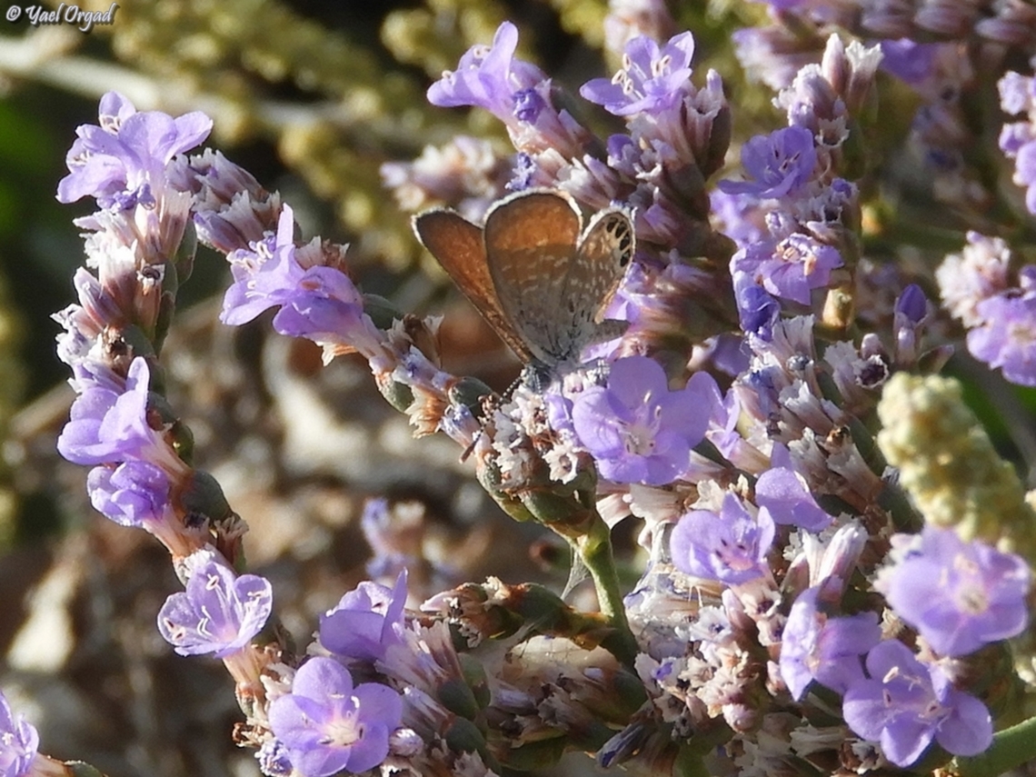 Brephidium exilis This is an american butterfly, that was brought with its host plant (used in gardening) to the Persian gulf about 15 years ago. it expanded its range, and 2 years ago was spotted in Israel, near the Dead Sea. last week I saw it for the first time at the other side of Israel - the Mediterranean shore.  Brephidium exilis,Fall,Geotagged,Israel,Western Pygmy Blue
