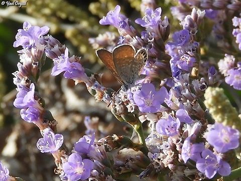 Brephidium exilis This is an american butterfly, that was brought with its host plant (used in gardening) to the Persian gulf about 15 years ago. it expanded its range, and 2 years ago was spotted in Israel, near the Dead Sea. last week I saw it for the first time at the other side of Israel - the Mediterranean shore.  Brephidium exilis,Fall,Geotagged,Israel,Western Pygmy Blue