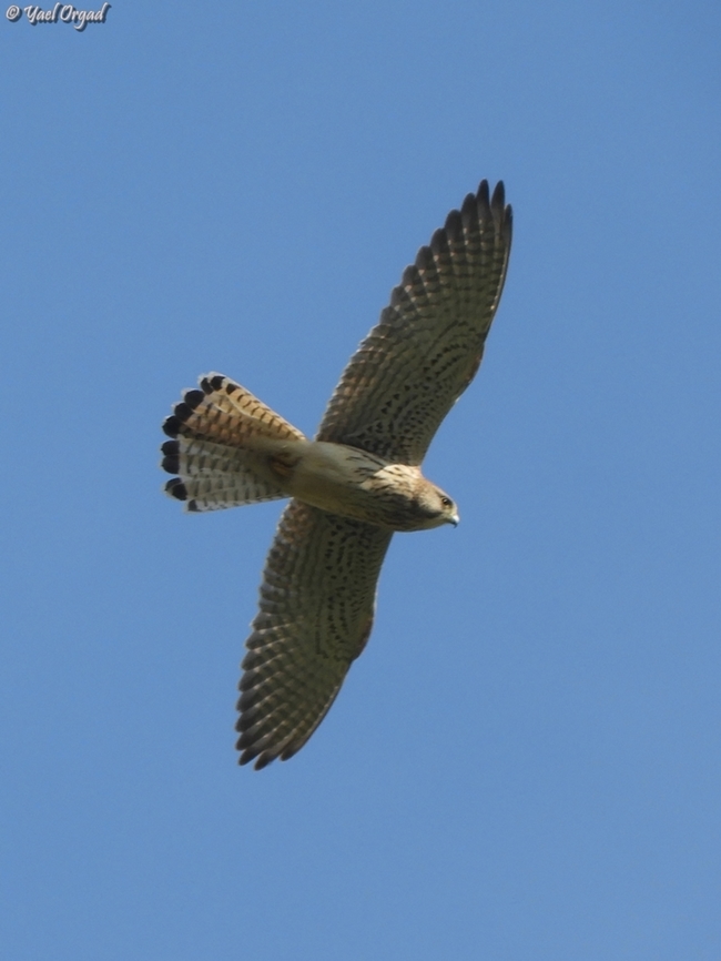 Falco tinnunculus  Common Kestrel,Falco tinnunculus,Fall,Geotagged,Israel