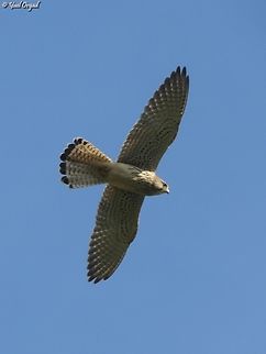 Falco tinnunculus  Common Kestrel,Falco tinnunculus,Fall,Geotagged,Israel