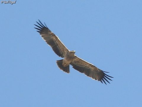 Aquila heliaca - young  Aquila heliaca,Eastern imperial eagle,Fall,Geotagged,Israel