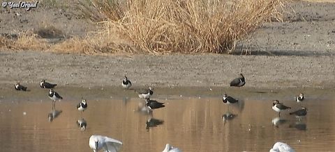 Vanellus vanellus a lifer for me!  Fall,Geotagged,Israel,Northern lapwing,Vanellus vanellus