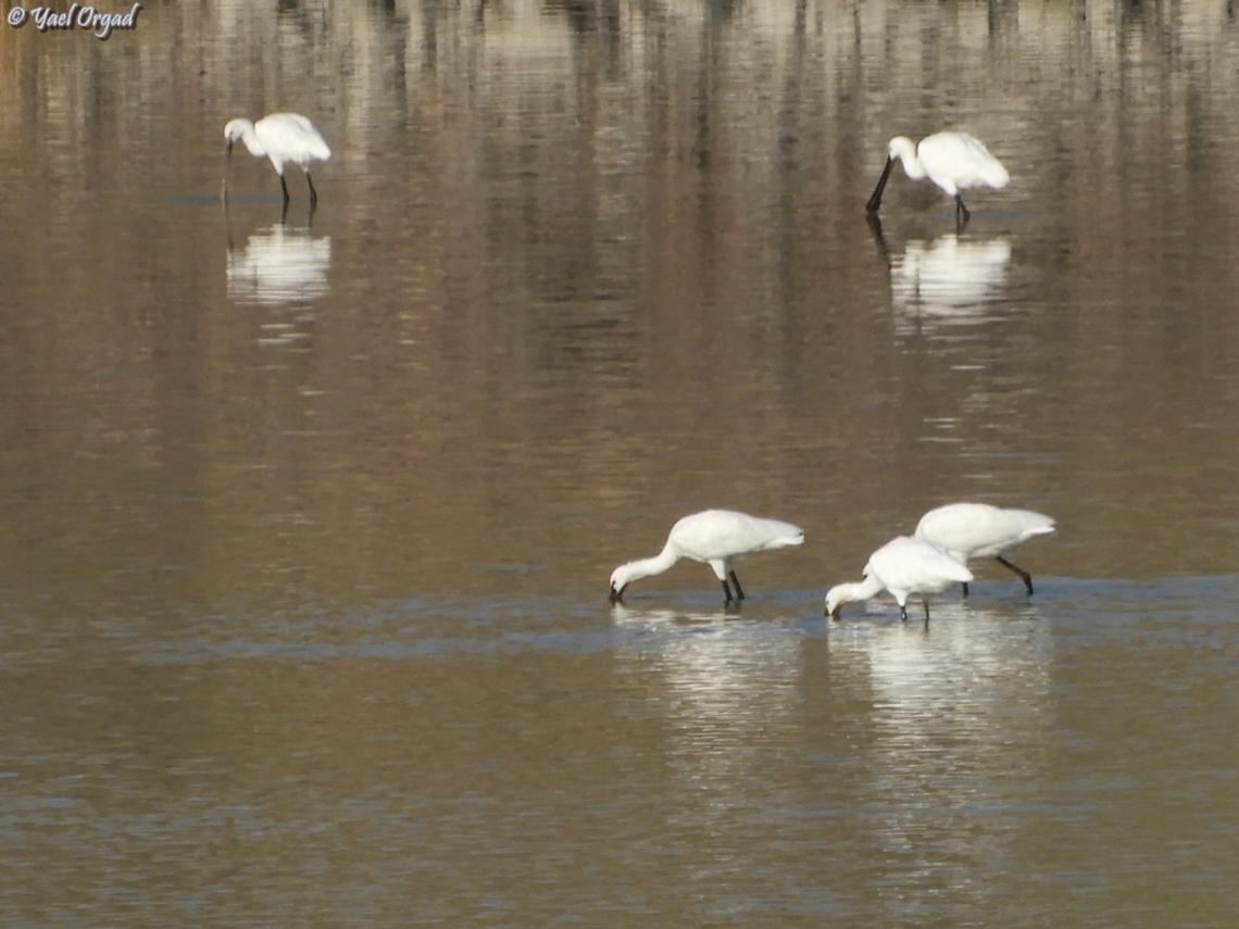 Spoonbills  Eurasian Spoonbill,Fall,Geotagged,Israel,Platalea leucorodia