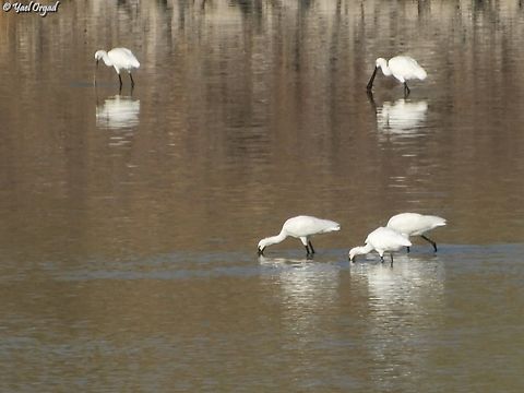 Spoonbills  Eurasian Spoonbill,Fall,Geotagged,Israel,Platalea leucorodia