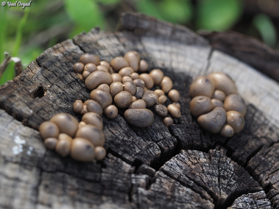 Lycogala epidendrum  Fall,Geotagged,Israel,Lycogala epidendrum,Wolf's milk