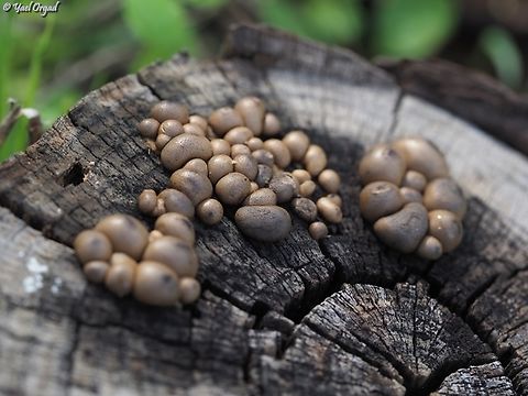 Lycogala epidendrum  Fall,Geotagged,Israel,Lycogala epidendrum,Wolf's milk