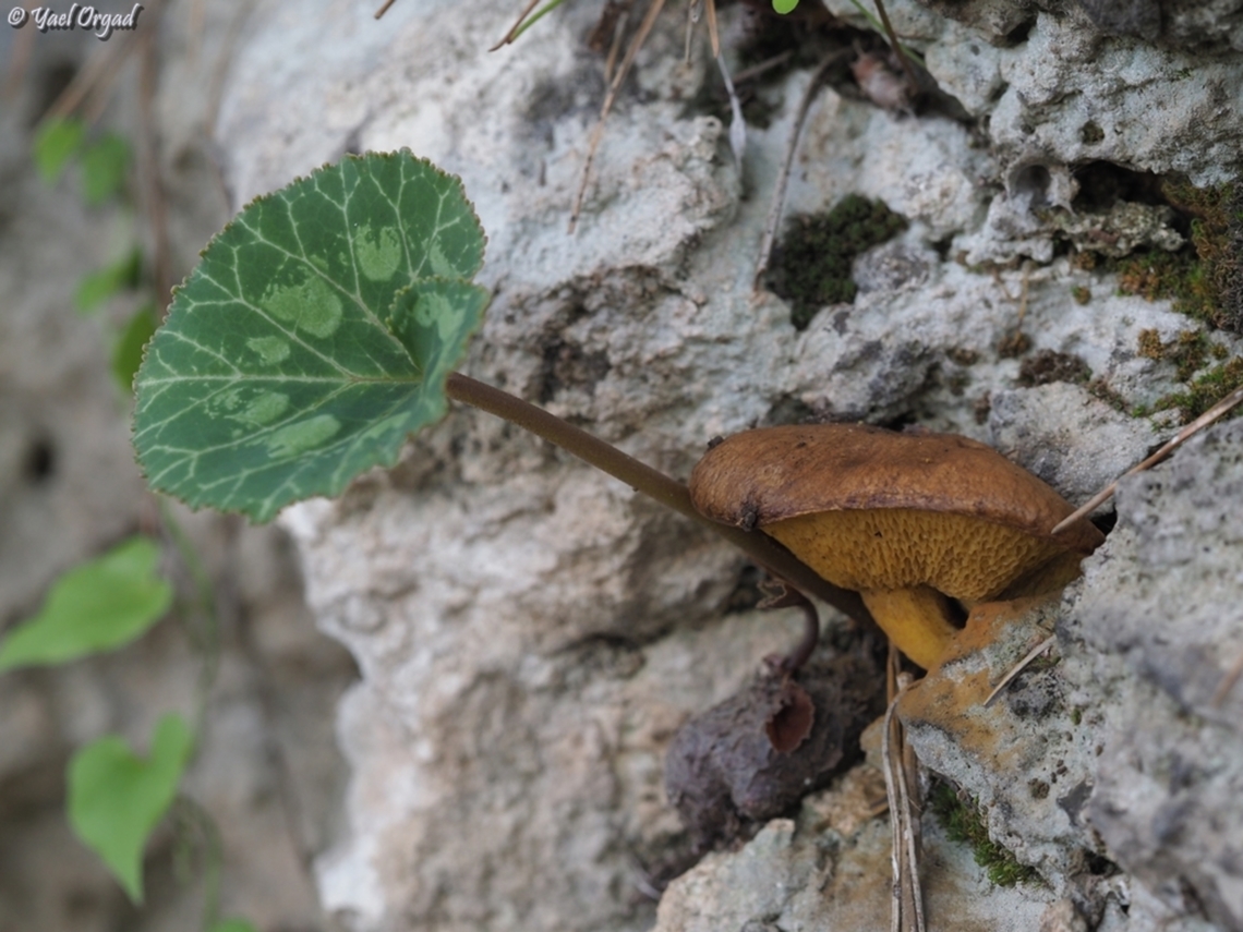 a mush-men? a cycla-room? Cyclamens grow from cracks in rocks many times. but to find a mushroom that does that is quite unique... <br />
Suillus mediterraneensis is a very common mushroom in Israel, where ever pine trees grow.  Fall,Geotagged,Israel,Suillus mediterraneensis