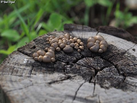 Lycogala epidendrum  Fall,Geotagged,Israel,Lycogala epidendrum,Wolf's milk