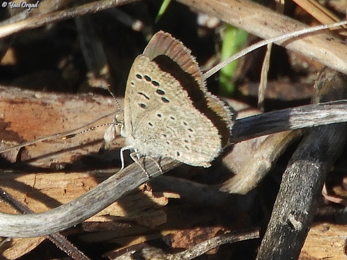 Zizeeria karsandra  Dark grass blue,Fall,Geotagged,Israel,Zizeeria karsandra