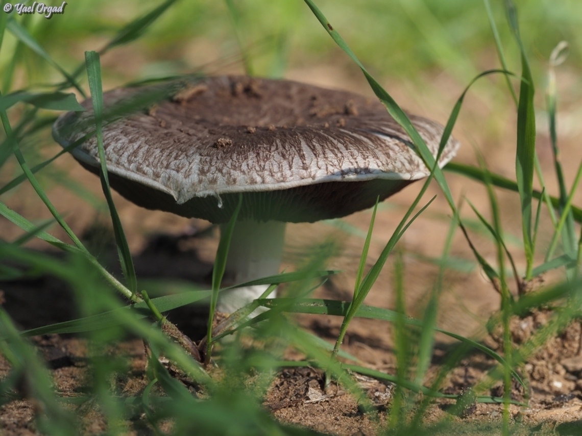 Agaricus subrufescens it has almond or marzipan scent, but as a mushroom it&#039;s OK, there are better...  Agaricus subrufescens,Fall,Geotagged,Israel