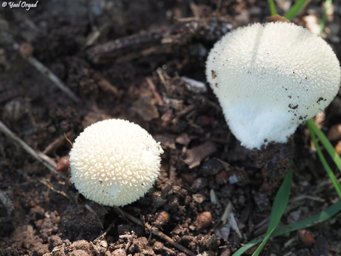 Lycoperdon pratense  Fall,Geotagged,Israel,Lycoperdon pratense
