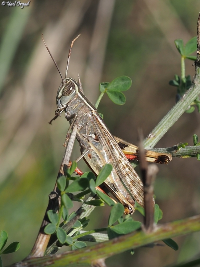 Eyprepocnemis plorans  Eyprepocnemis plorans,Fall,Geotagged,Israel,Lamenting Grasshopper