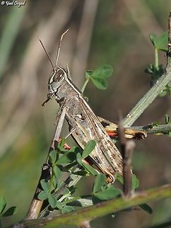 Eyprepocnemis plorans  Eyprepocnemis plorans,Fall,Geotagged,Israel,Lamenting Grasshopper