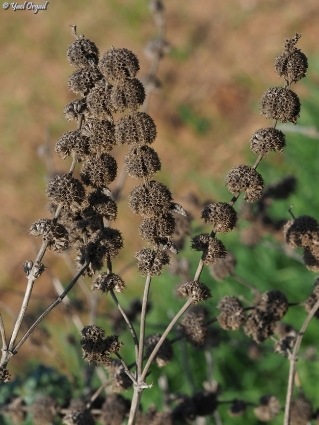 Marrubium vulgare  Fall,Geotagged,Israel,Marrubium vulgare,White horehound
