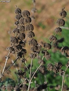 Marrubium vulgare  Fall,Geotagged,Israel,Marrubium vulgare,White horehound